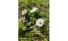 Sedmokráska obyčajná - bellis perennis