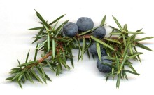 Borievka obyčajná - Juniperus communis