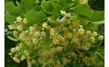 Lipa malolistá - Tilia cordata