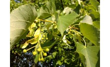 Lipa malolistá - Tilia cordata