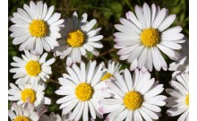 Sedmokráska obyčajná - bellis perennis