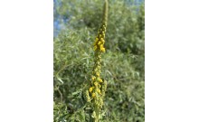 Divozel veľkokvetý - Verbascum densiflorum