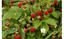 Jahoda obyčajná – Fragaria vesca L.