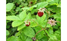 Jahoda obyčajná – Fragaria vesca L.