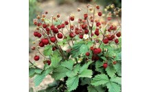 Jahoda obyčajná – Fragaria vesca L.