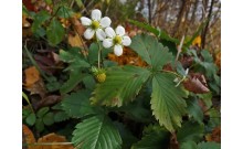 Jahoda obyčajná – Fragaria vesca L.