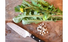 Púpava lekárska - Taraxacum officinale