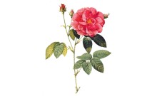 Ruža galská - Rosa gallica