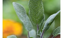 Šalvia lekárska - Salvia officinalis