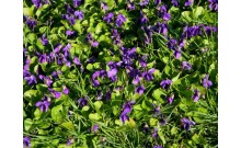 Fialka voňavá - Viola odorata